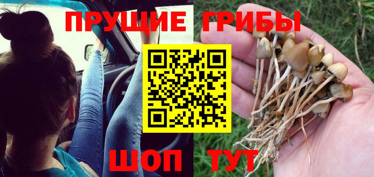 Галлюциногенные грибы Psilocybine cubensis  Вход с VPN  Новошахтинск  Галлюциногенные грибы мицелий 